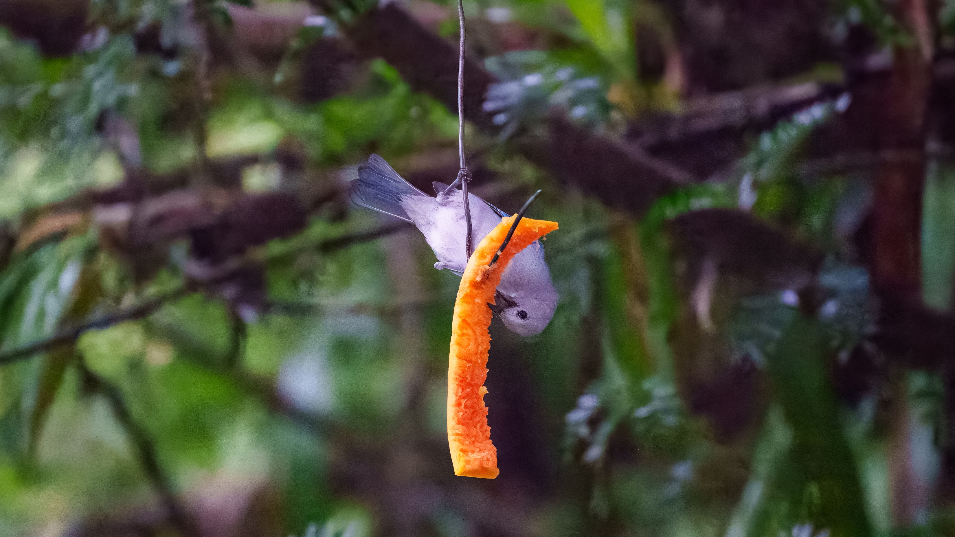 Die Bischofstangare (Thraupis episcopus, Syn.: Tangara episcopus), auch Blautangare oder Blaugraue Tangare genannt, ist eine Vogelart der Gattung der Thraupis aus der Familie der Tangaren (Thraupidae). Ihr natürliches Verbreitungsgebiet reicht von Mexiko bis nach Peru und dem Nordwesten Brasiliens. Die Art kommt außerdem auf Tobago und Trinidad vor.